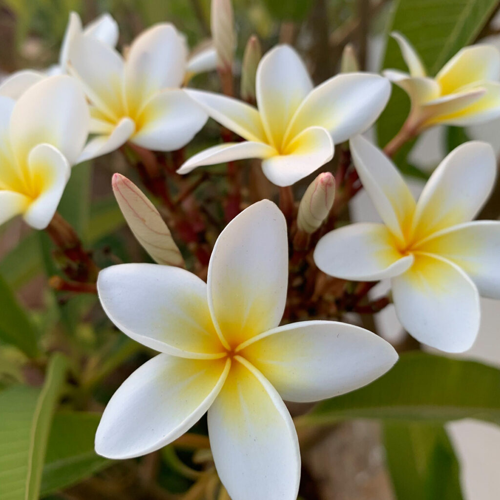 Lifecoaching Berlin Psychologisches Coaching Ava Bringmann Slak