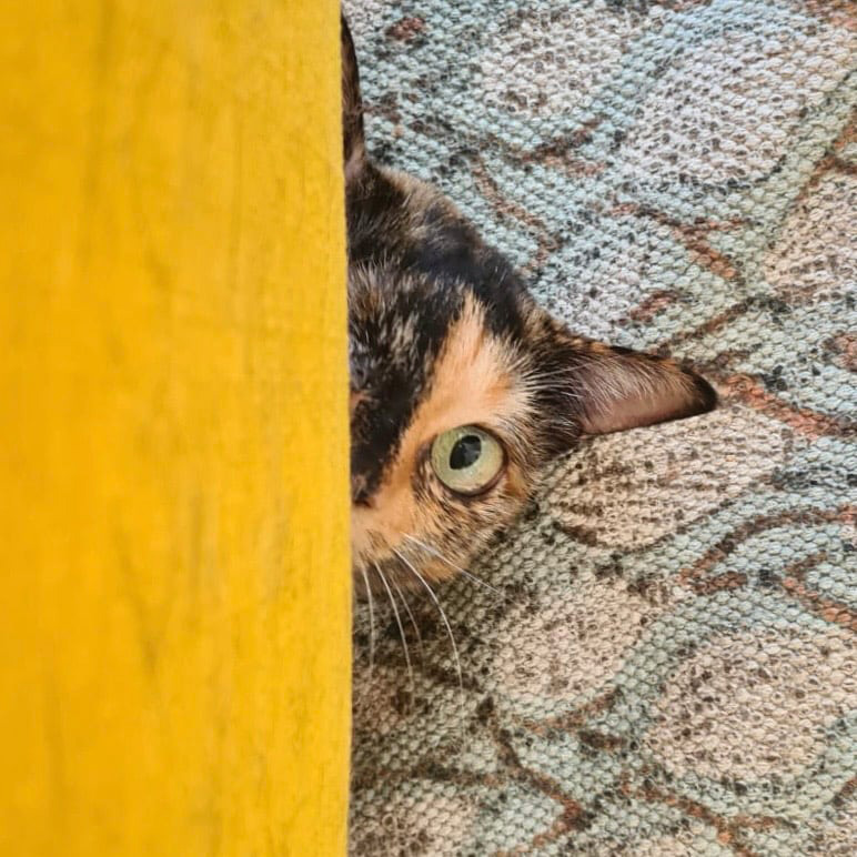 Lifecoaching Berlin Ava Bringmann Slak